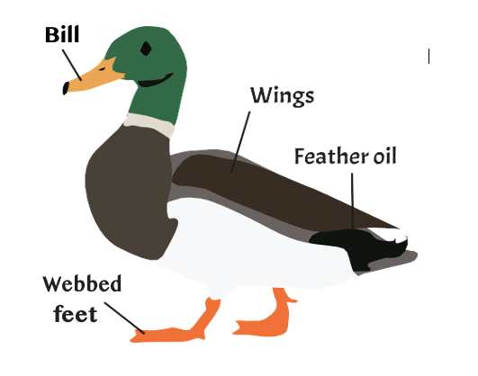 Duck diagram