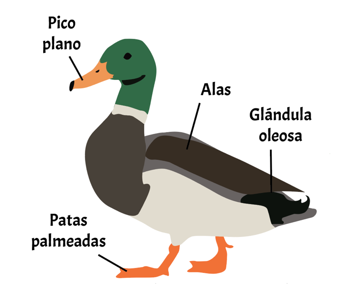 Duck diagram