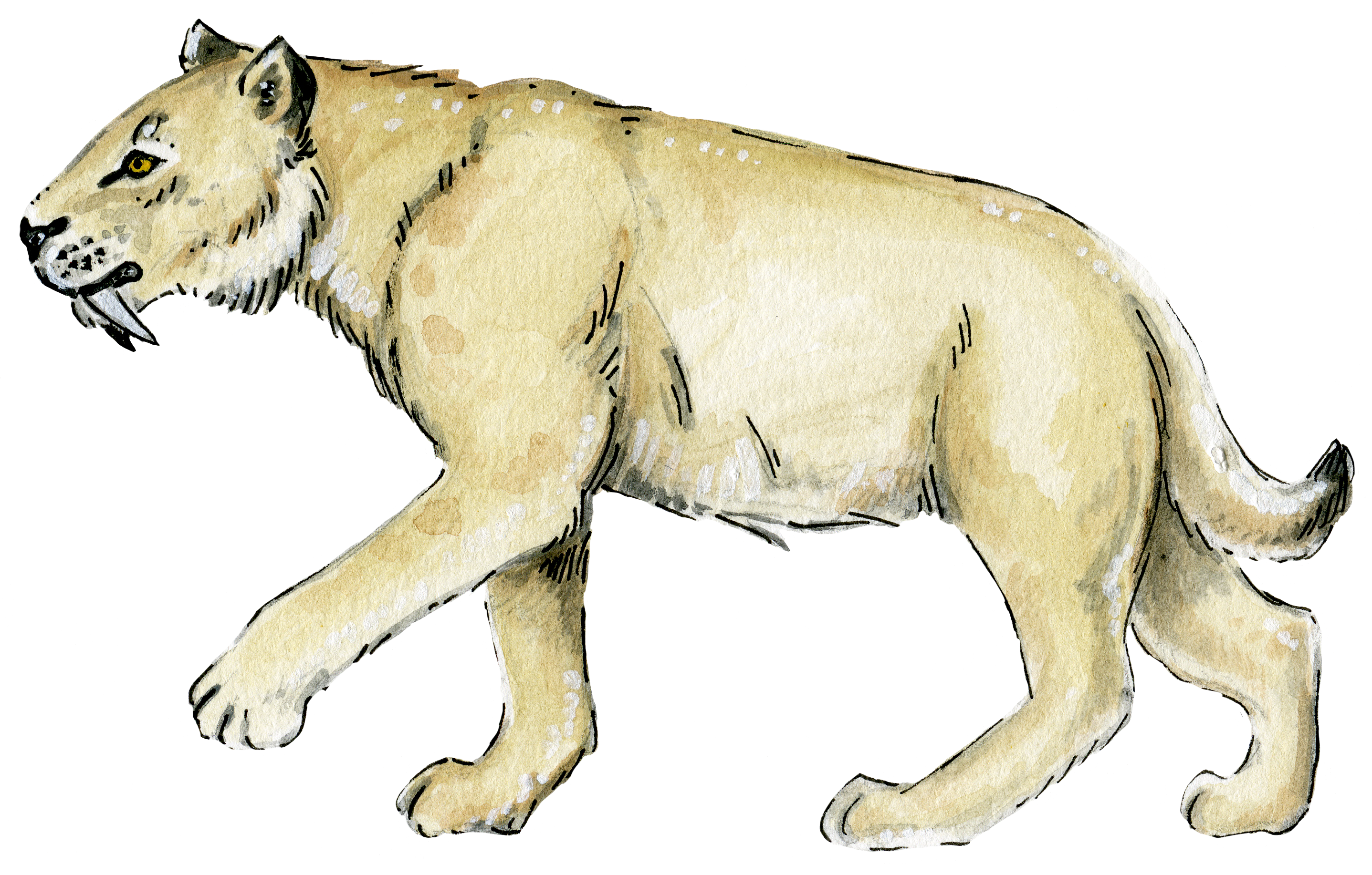 Smilodon or saber tooth cat