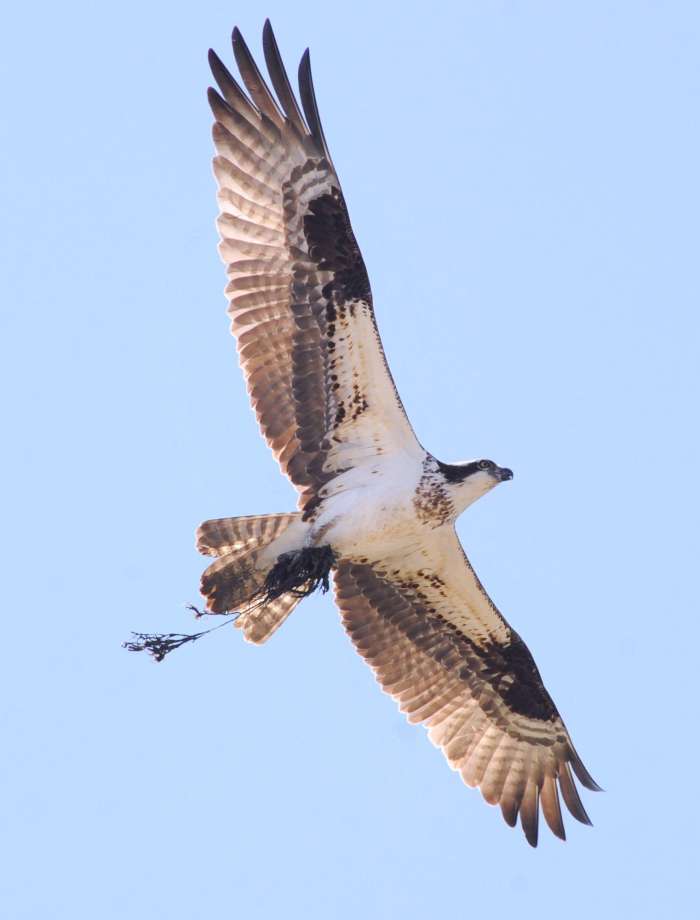 águila pescadora