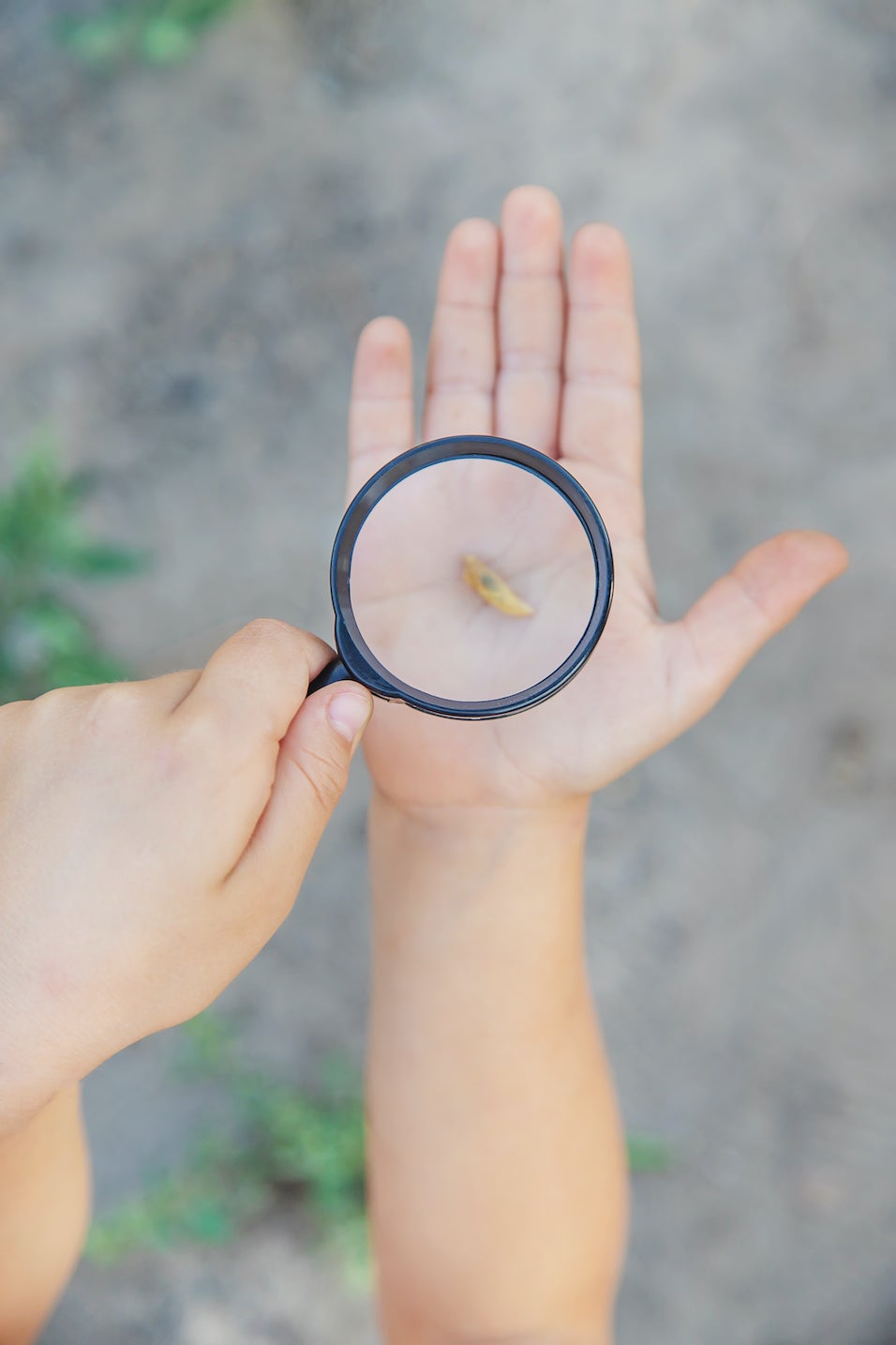 Slug under a magnifying glass