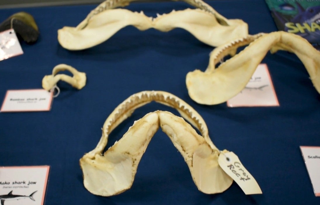 Examples of different shark jaws on a table