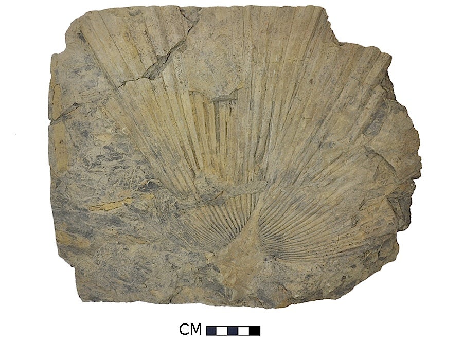 Oregon's Fossil Heritage Museum of Natural and Cultural History