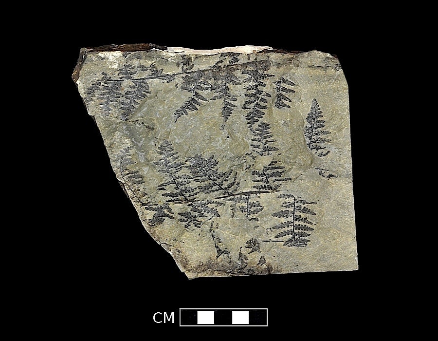 Oregon's Fossil Heritage Museum of Natural and Cultural History