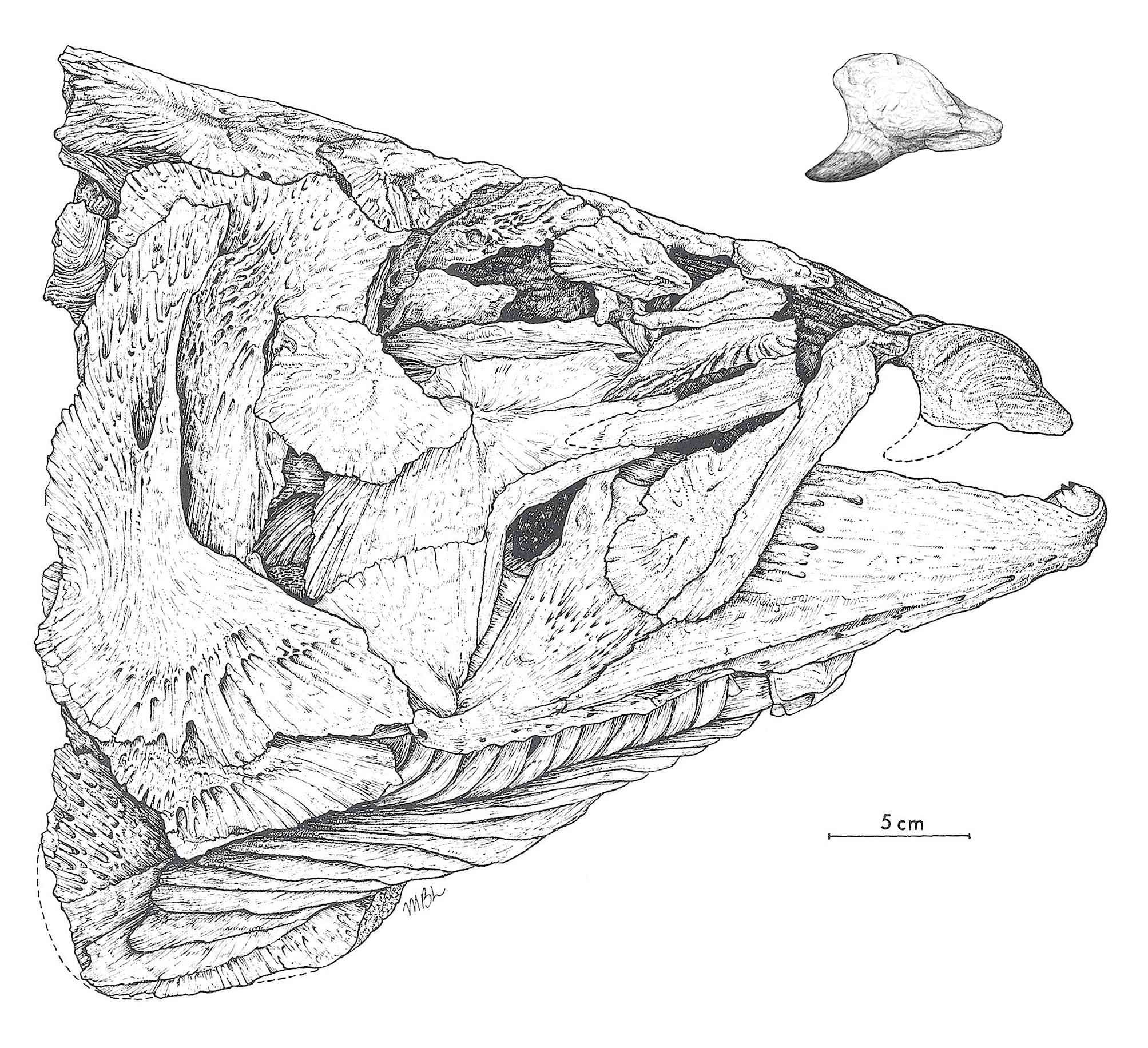 Spike-toothed salmon skull and tooth drawing