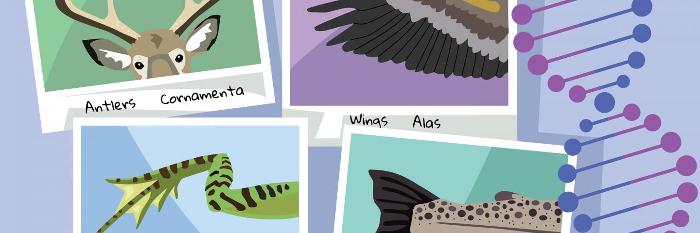 Illustrations of four examples of DNA-coded animal parts: antlers, wings, webbed feet, and a fishtail 
