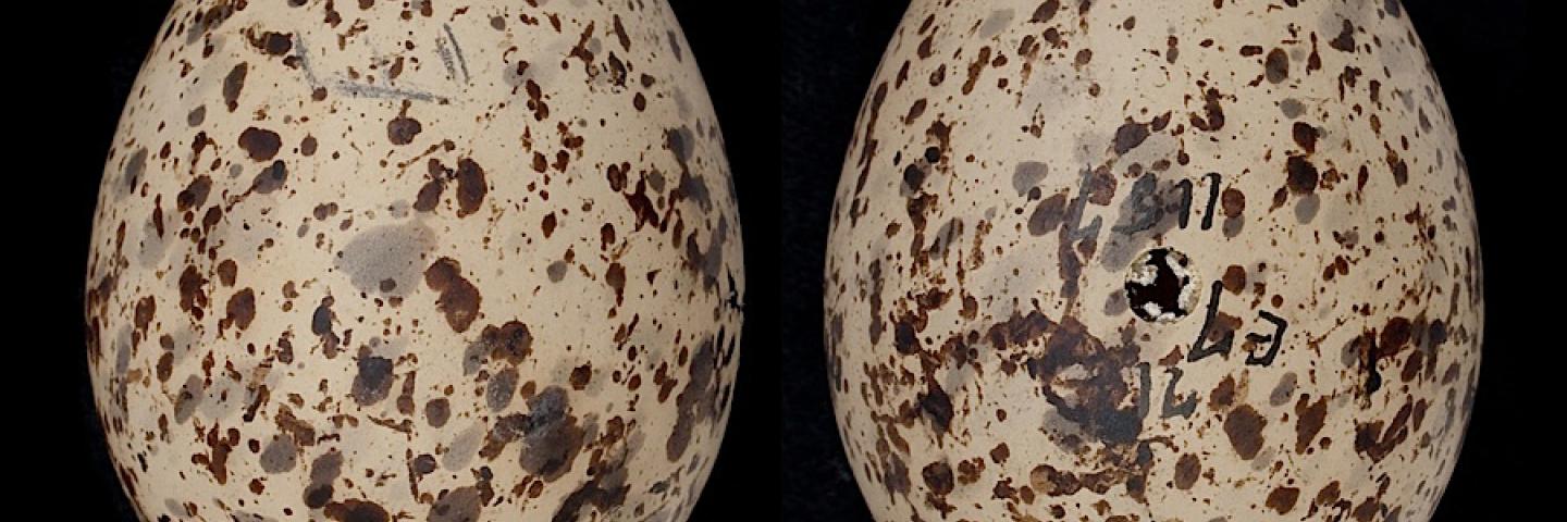 Arctic tern eggs
