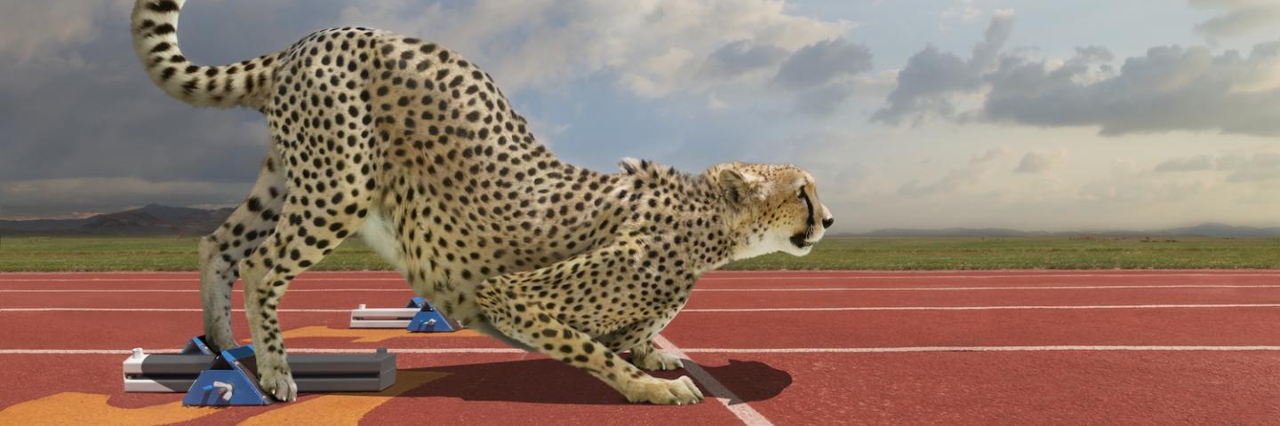 Cheetah at the Starting Blocks by John Lund