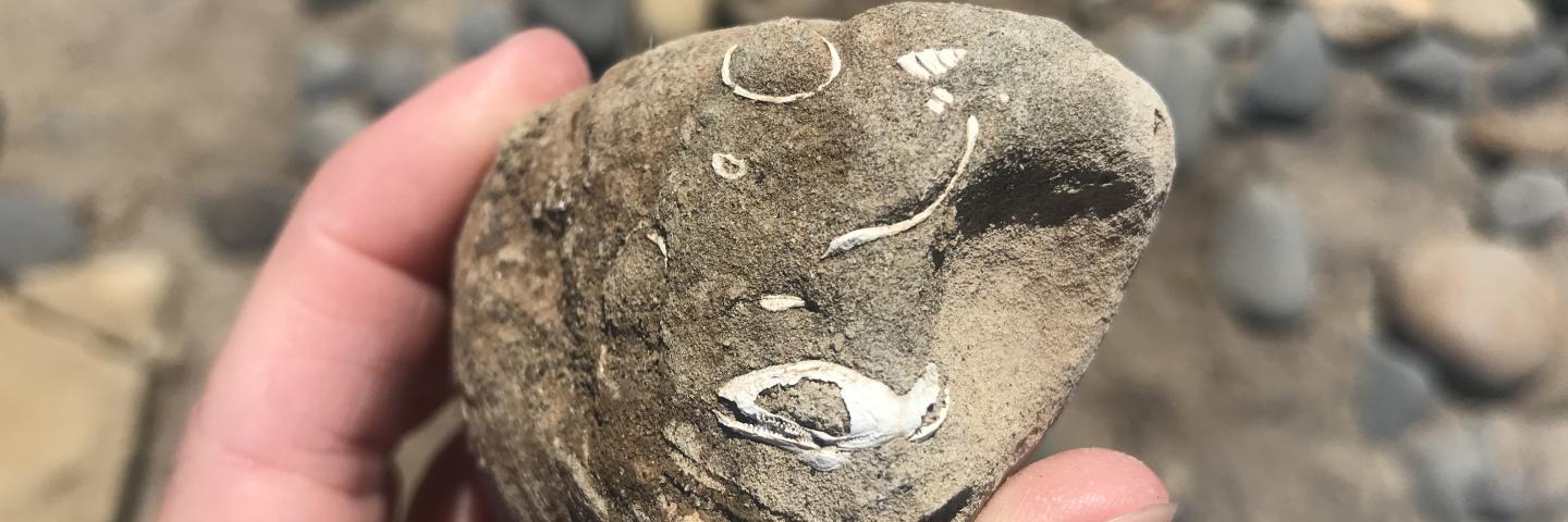 Fossil shells upclose