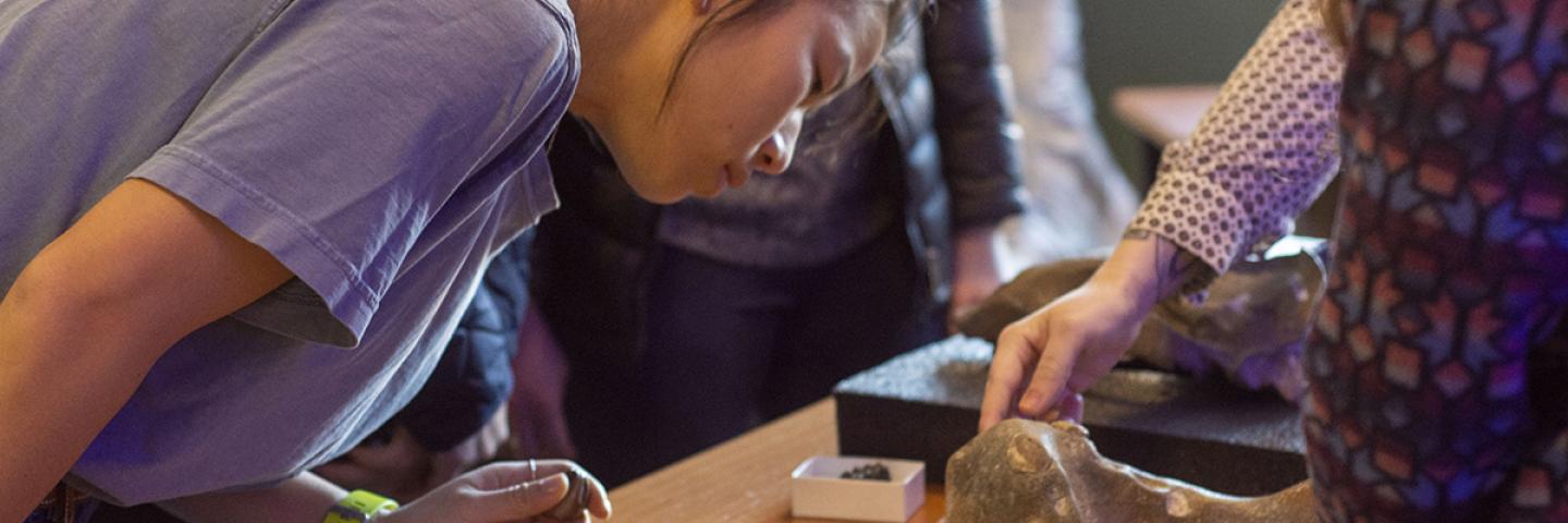 Student examining fossils from museum collections