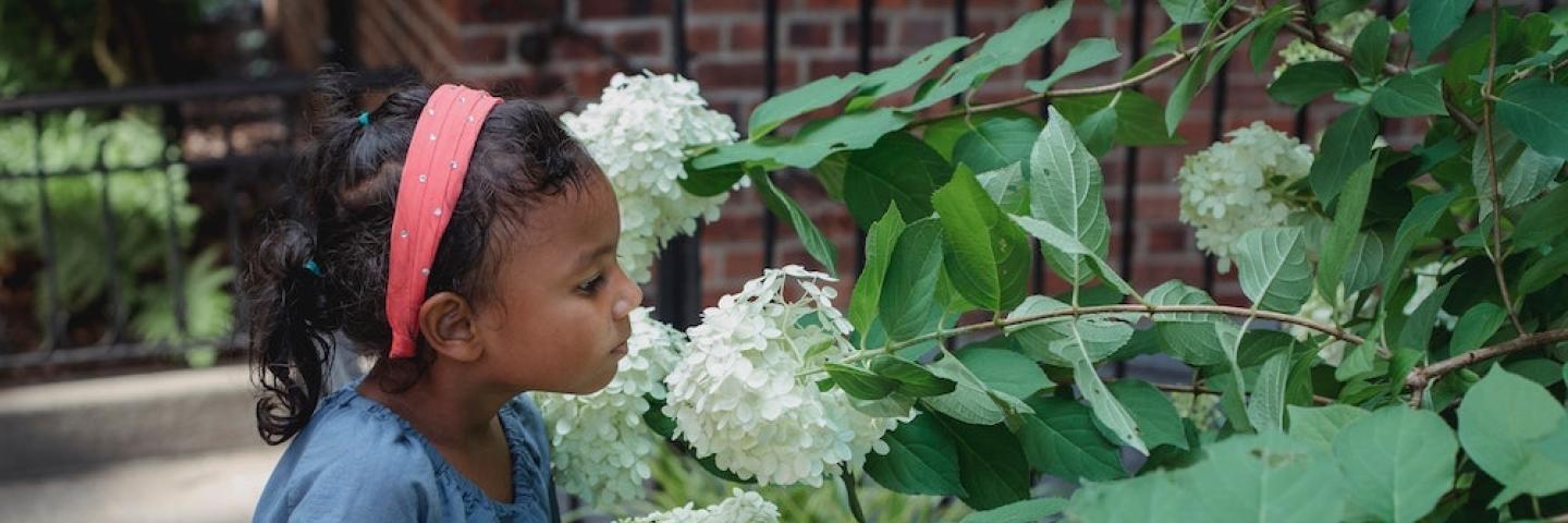 A color photo showing a child of color who is smelling a flower on a large hydrangea shrub. The child is wearing a blue shirt and a pink headband, and the flowers are very large and puffy and white. 