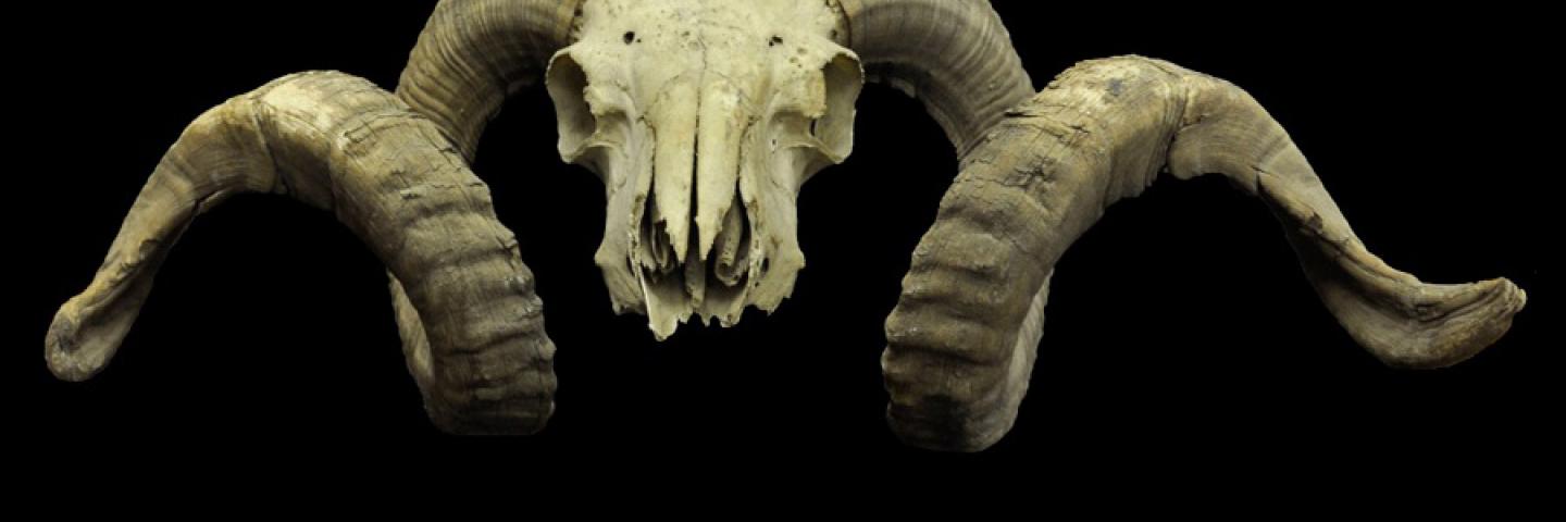 Bighorn sheep, anterior view of different specimen 