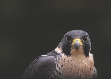 Peregrine Falcon