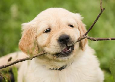Puppy biting a branch