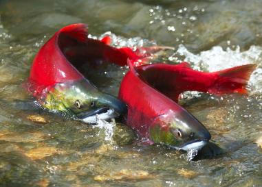 Two salmon with red tails half exposed from the water, swimming in a shallow river