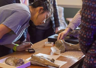Student examining fossils from museum collections