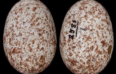 Birds' Eggs | Museum of Natural and Cultural History