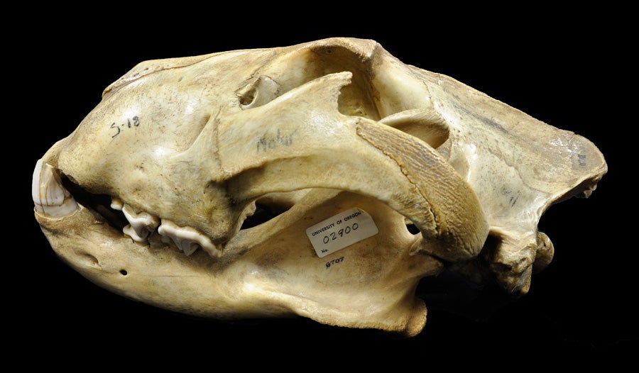 Vertebrate Skulls | Museum of Natural and Cultural History