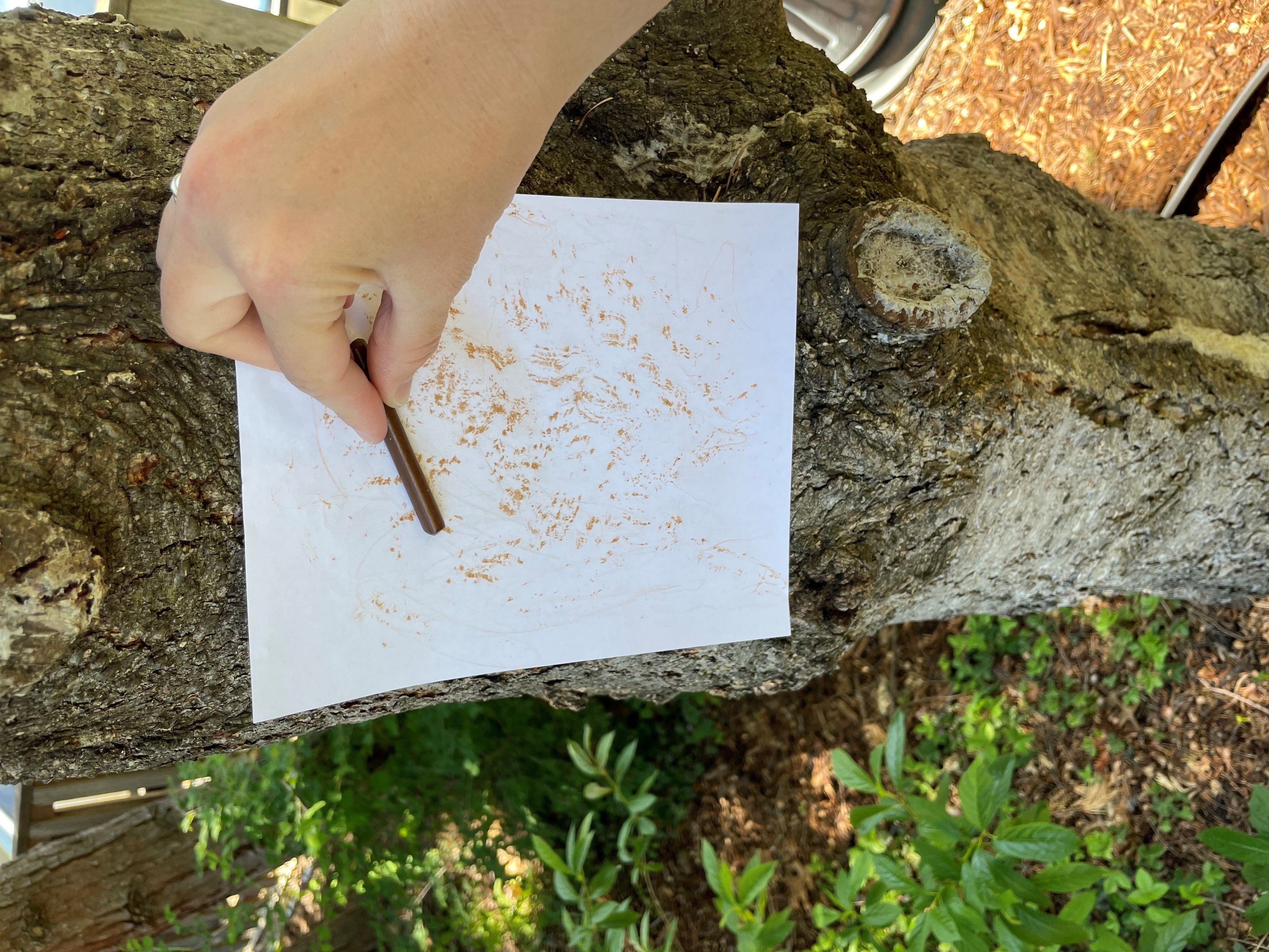 A person rubbing a crayon over paper that's being held against a tree