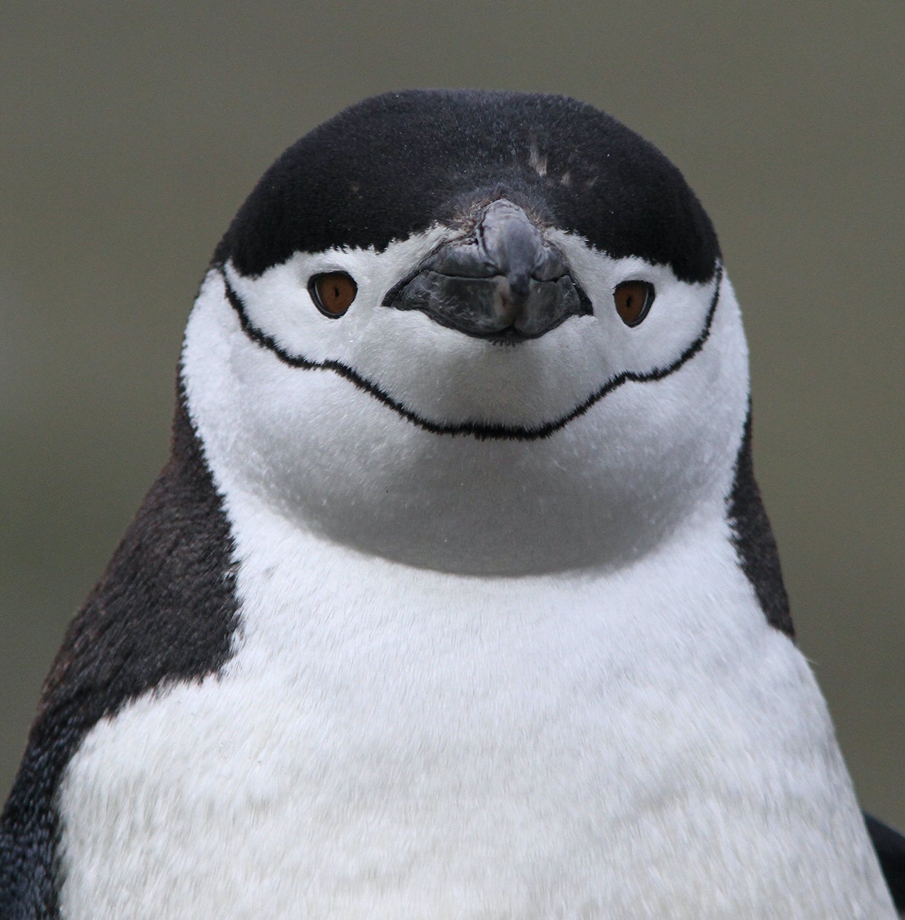 A chinstrap penguin stares at the camera