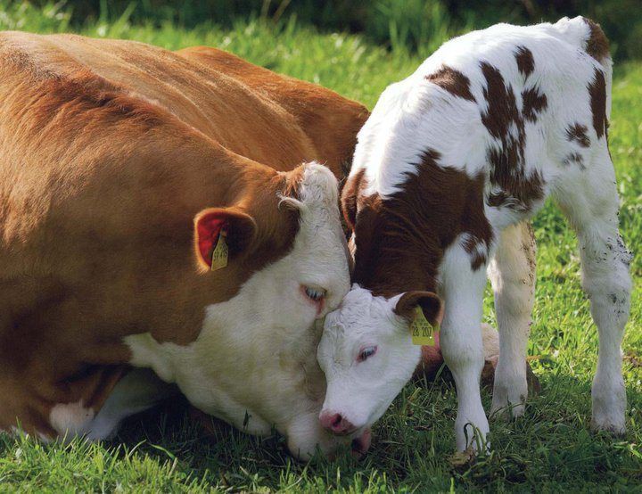 A cow and her calf