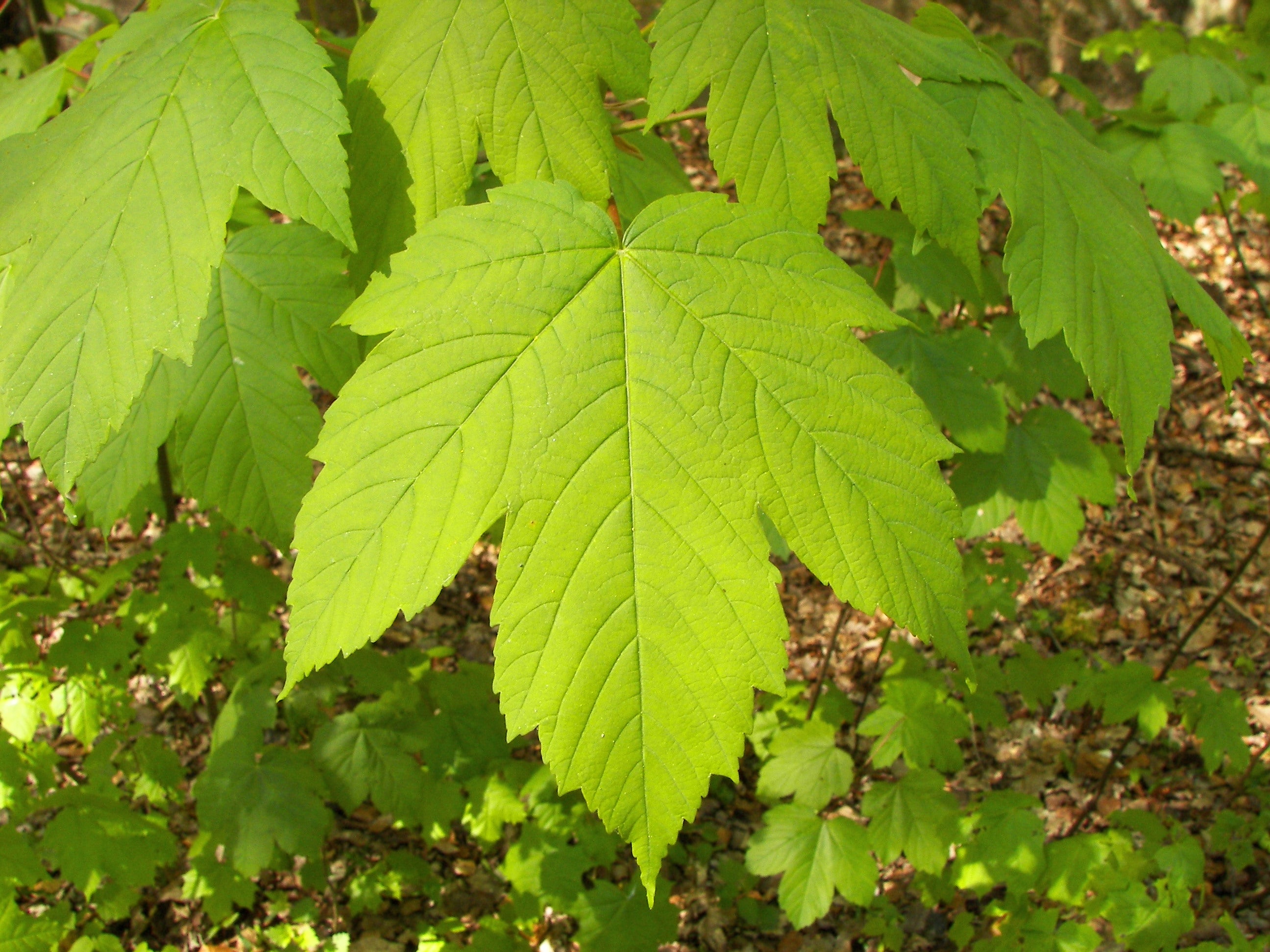 A photo of a green maple leaf in springtime