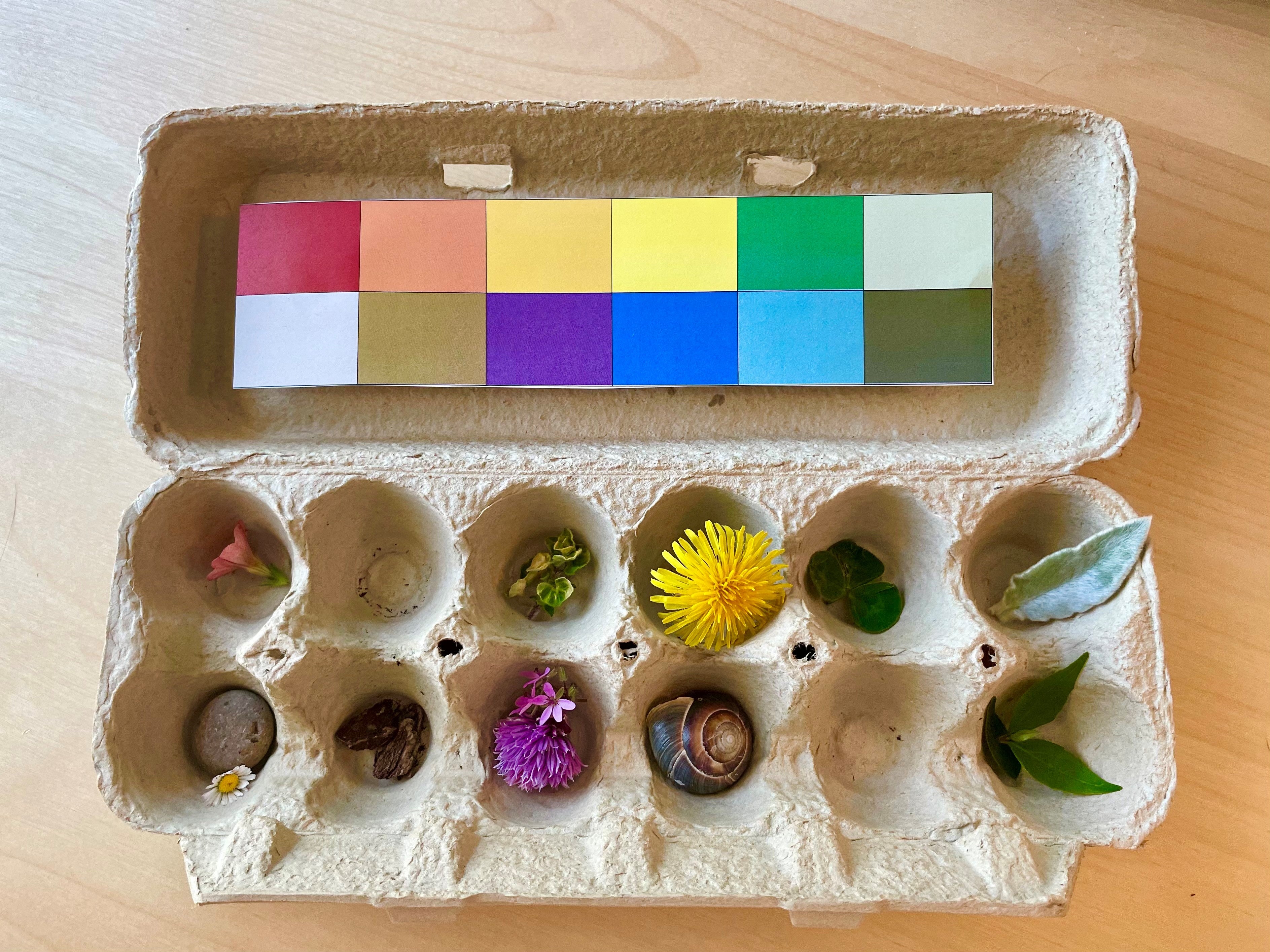 An egg carton with each egg chamber holding a leaf, a flower, or other item from the forest