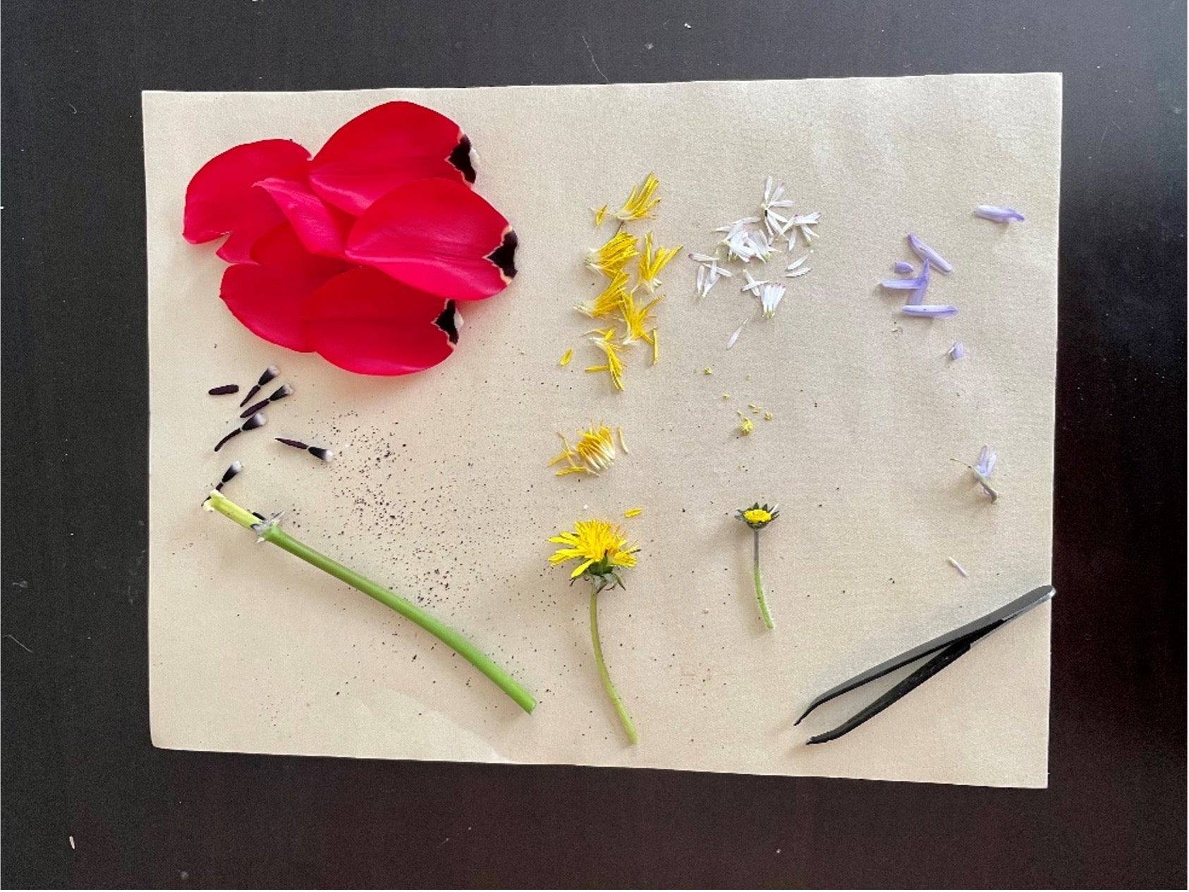 Flower dissection activity 