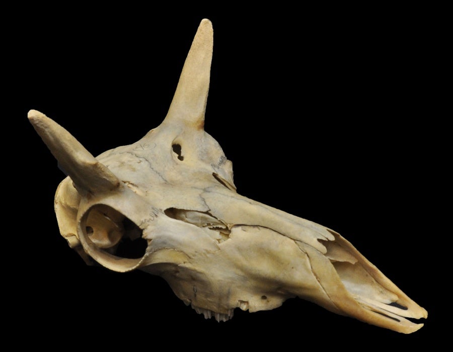 Pronghorn, vertebrate skulls collection