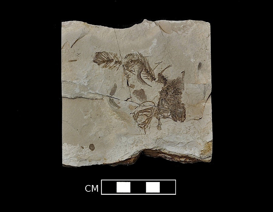 Oregon's Fossil Heritage Museum of Natural and Cultural History