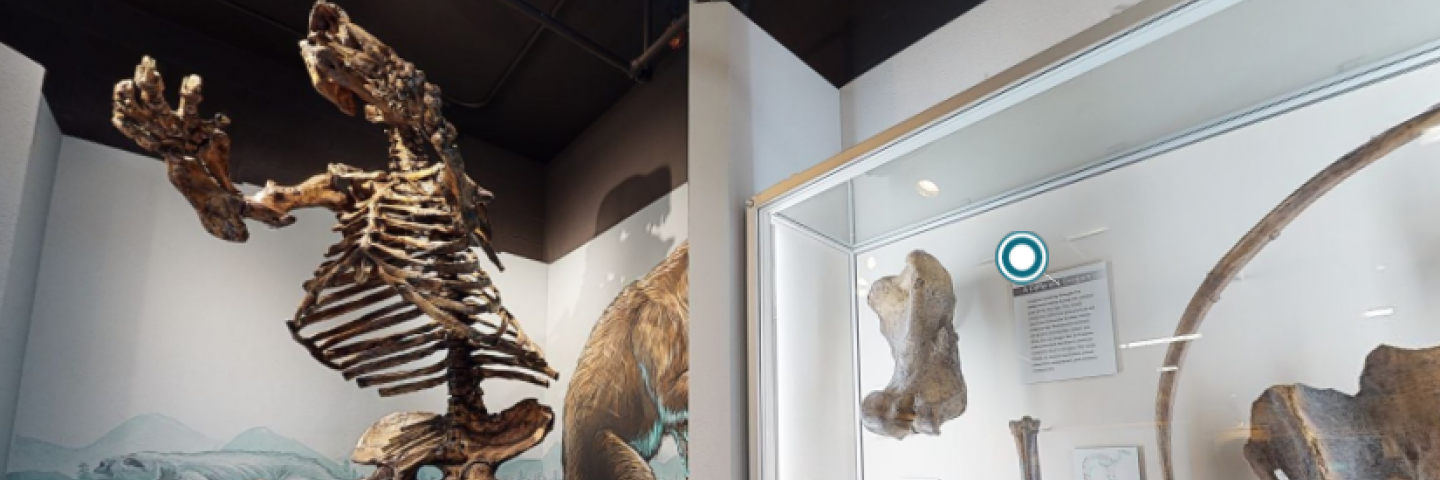 Explore Oregon virtual exhibit; showing Ice Age fossils on display, including Harlan's ground sloth