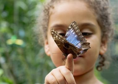 A child of mixed race gazing at a blue and gray butterfly who has landed on their finger