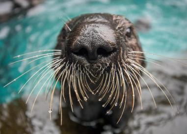 A sea otter at the Oregon Zoo