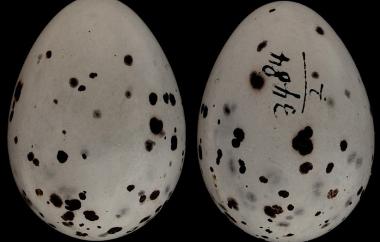 Cedar Waxwing egg