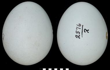 Lark bunting egg