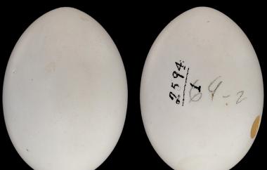 Mourning Dove egg