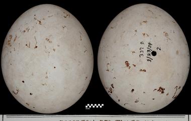 Red-tailed Hawk egg