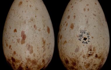 Sandhill Crane egg