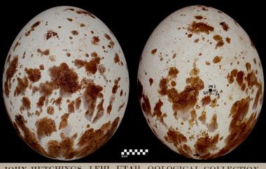 Swainson's Hawk egg